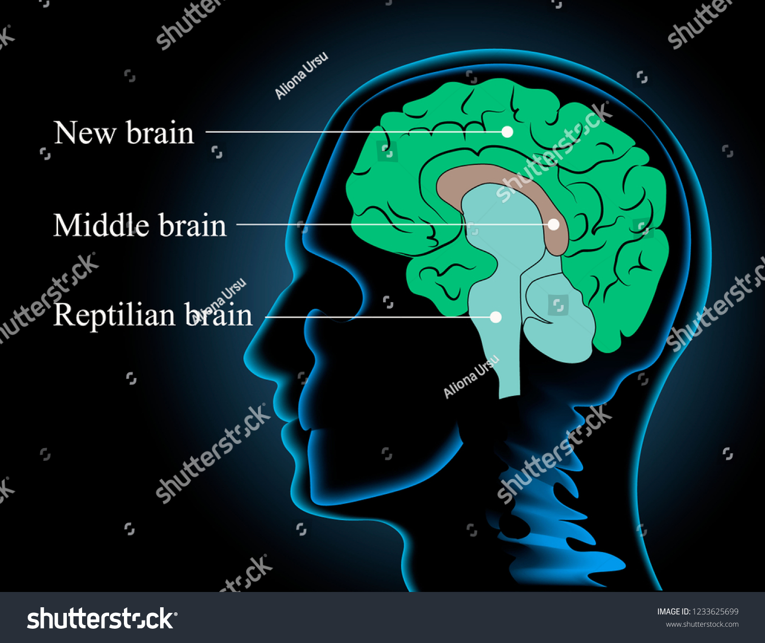 Neuroscience Human Brain Vector Stock Vector (Royalty Free) 1233625699 ...