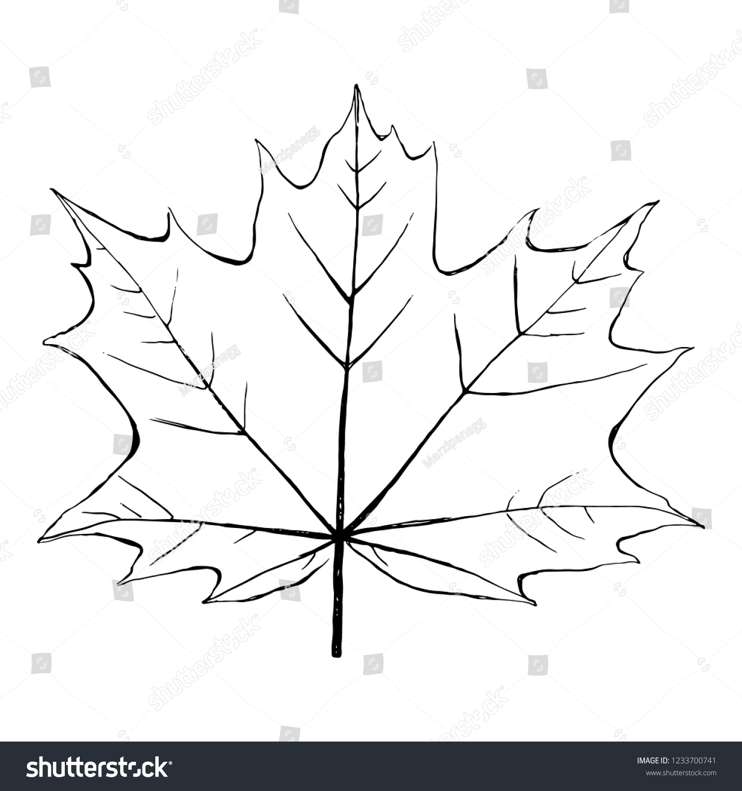 Isolated White Unpainted Hand Drawn Maple Stock Vector (royalty Free 