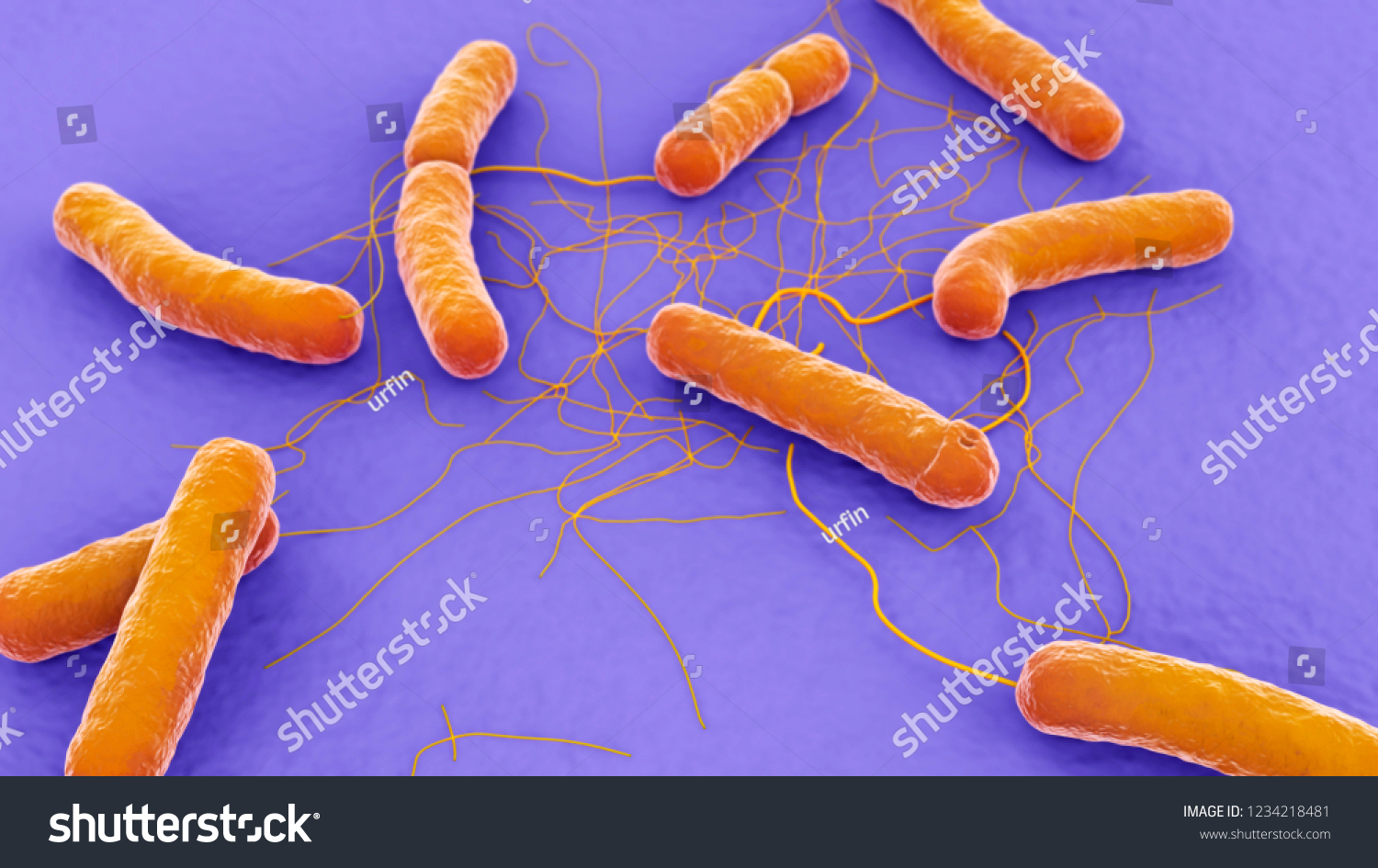 Bacillus Cereus 3d Illustration Stock Illustration 1234218481 Shutterstock 1013