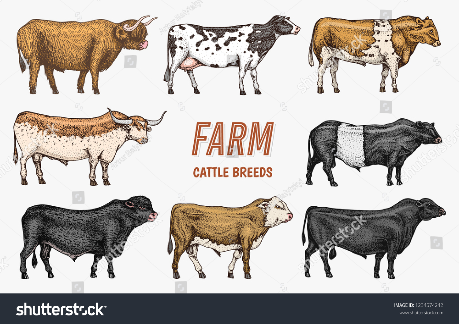 Farm Cattle Bulls Cows Different Breeds Stock Vector (Royalty Free ...