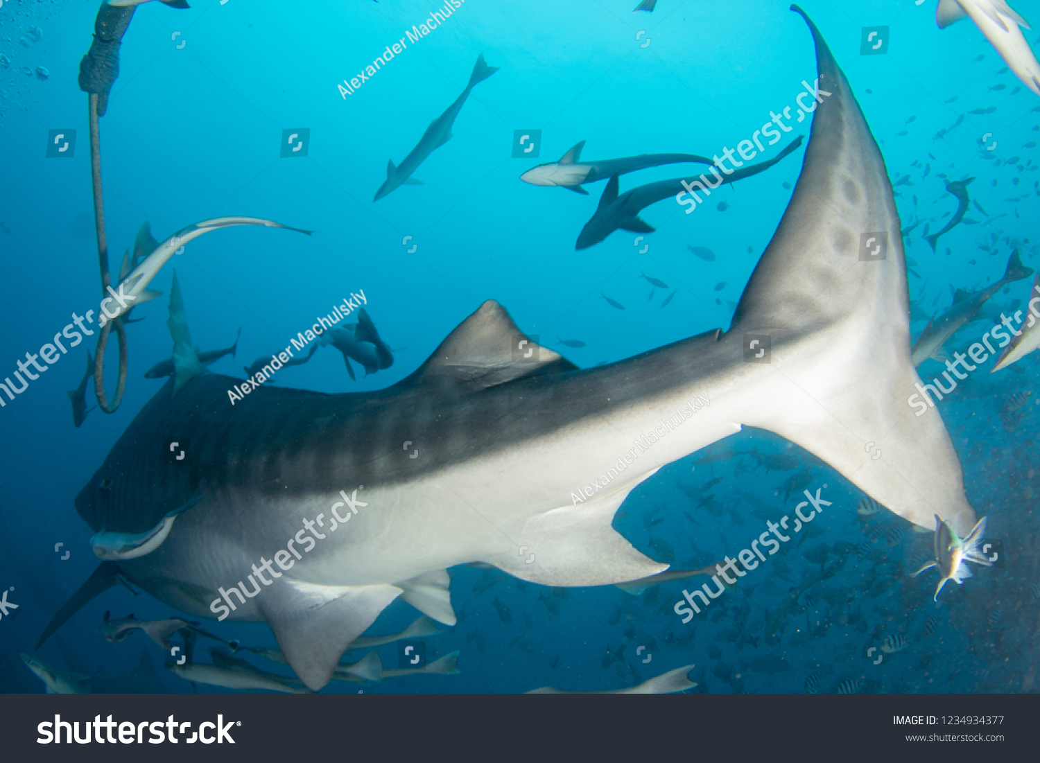 Underwater Shot Big Tiger Shark Stripes Stock Photo 1234934377 ...