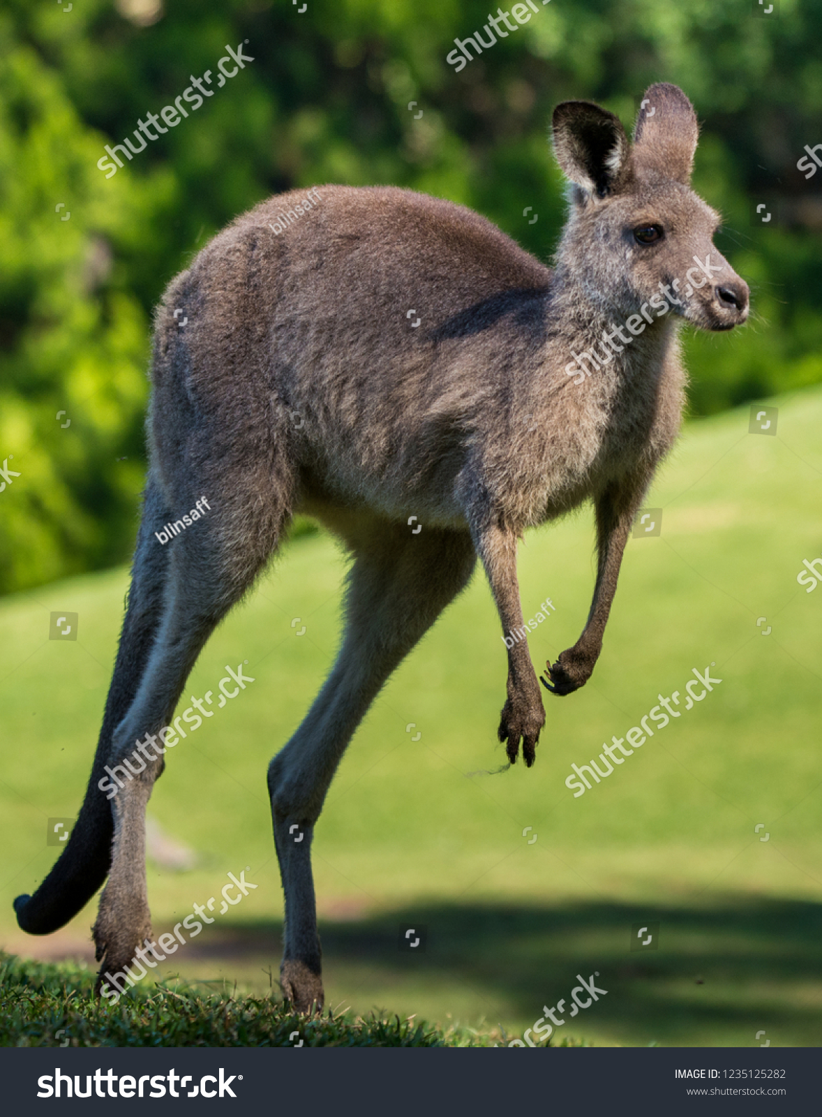 wallaby jumping