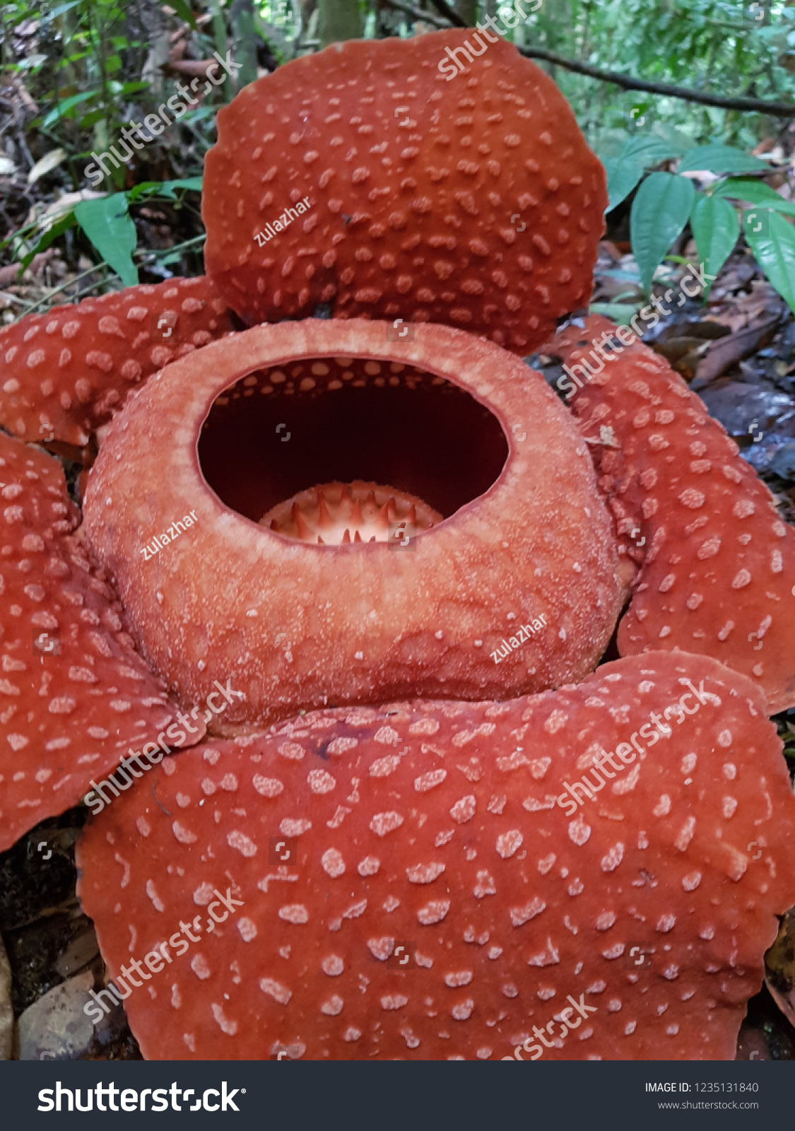 Rafflesia Genus Parasitic Flowering Plants Contains Stock Photo