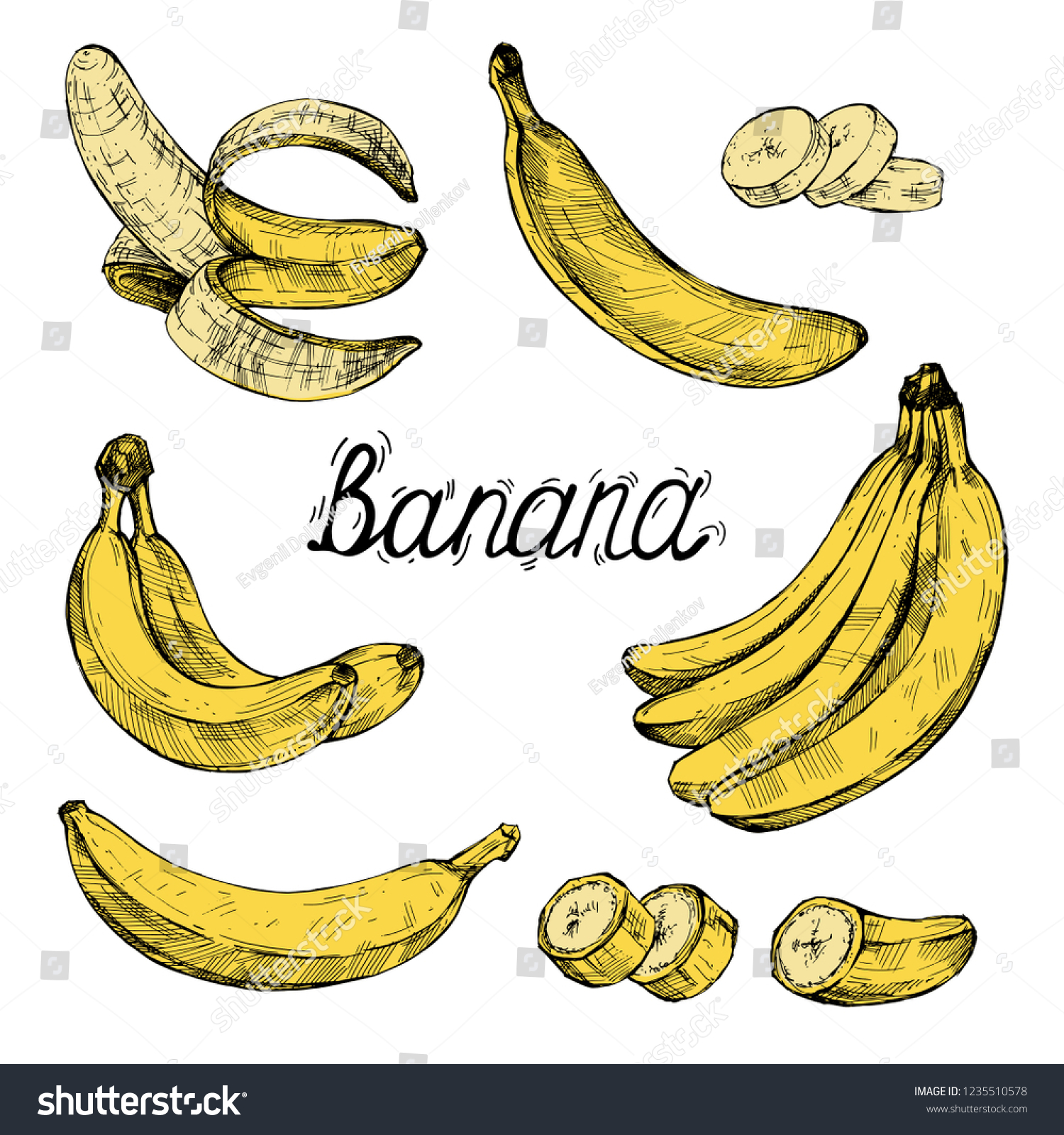 Drawing Image Bananas Different Versions Vector Stock Vector (Royalty ...