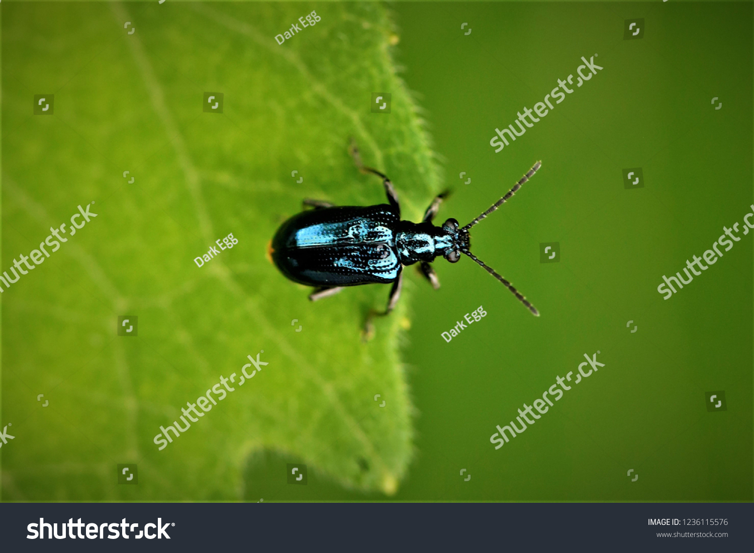 1 Lema Concinnipennis Images, Stock Photos & Vectors | Shutterstock