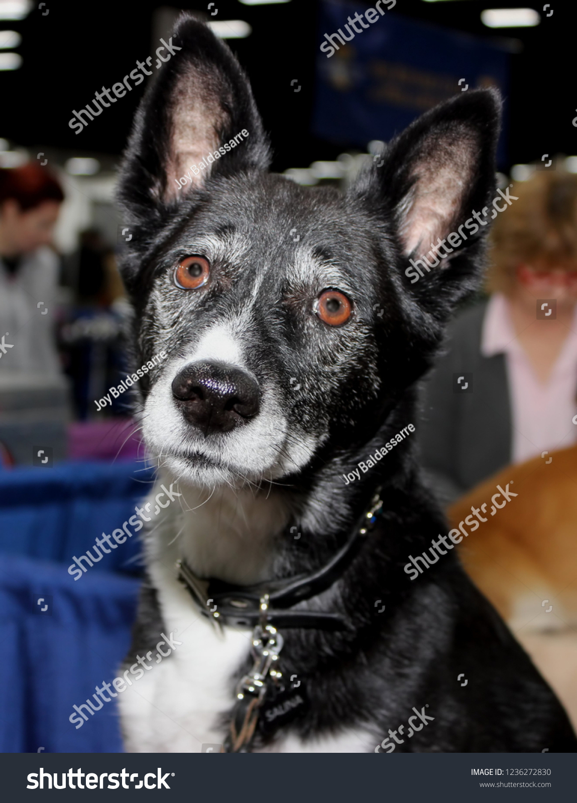 can canaan dog be black