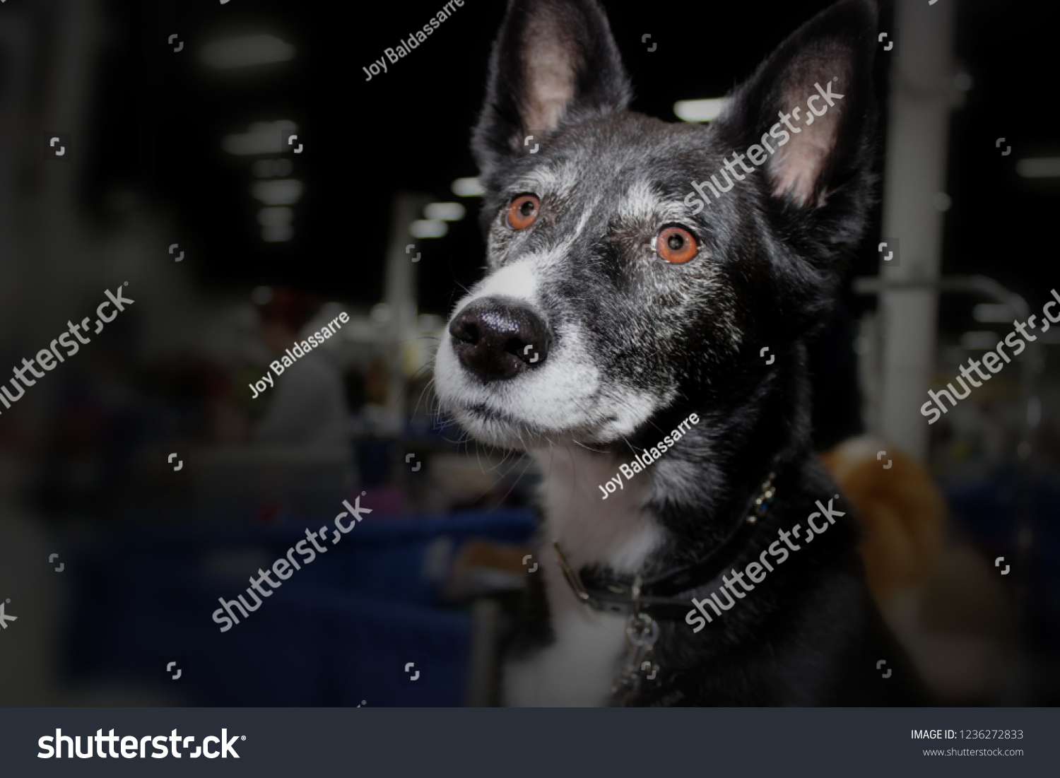 can canaan dog be black