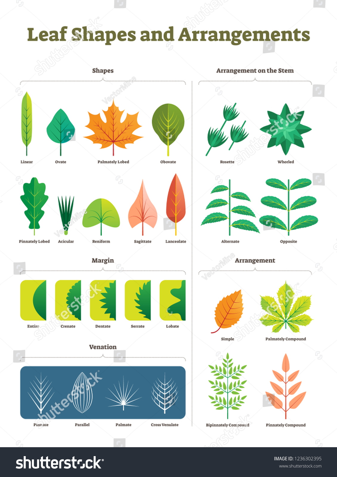 309 Acicular Leaf Images, Stock Photos & Vectors | Shutterstock