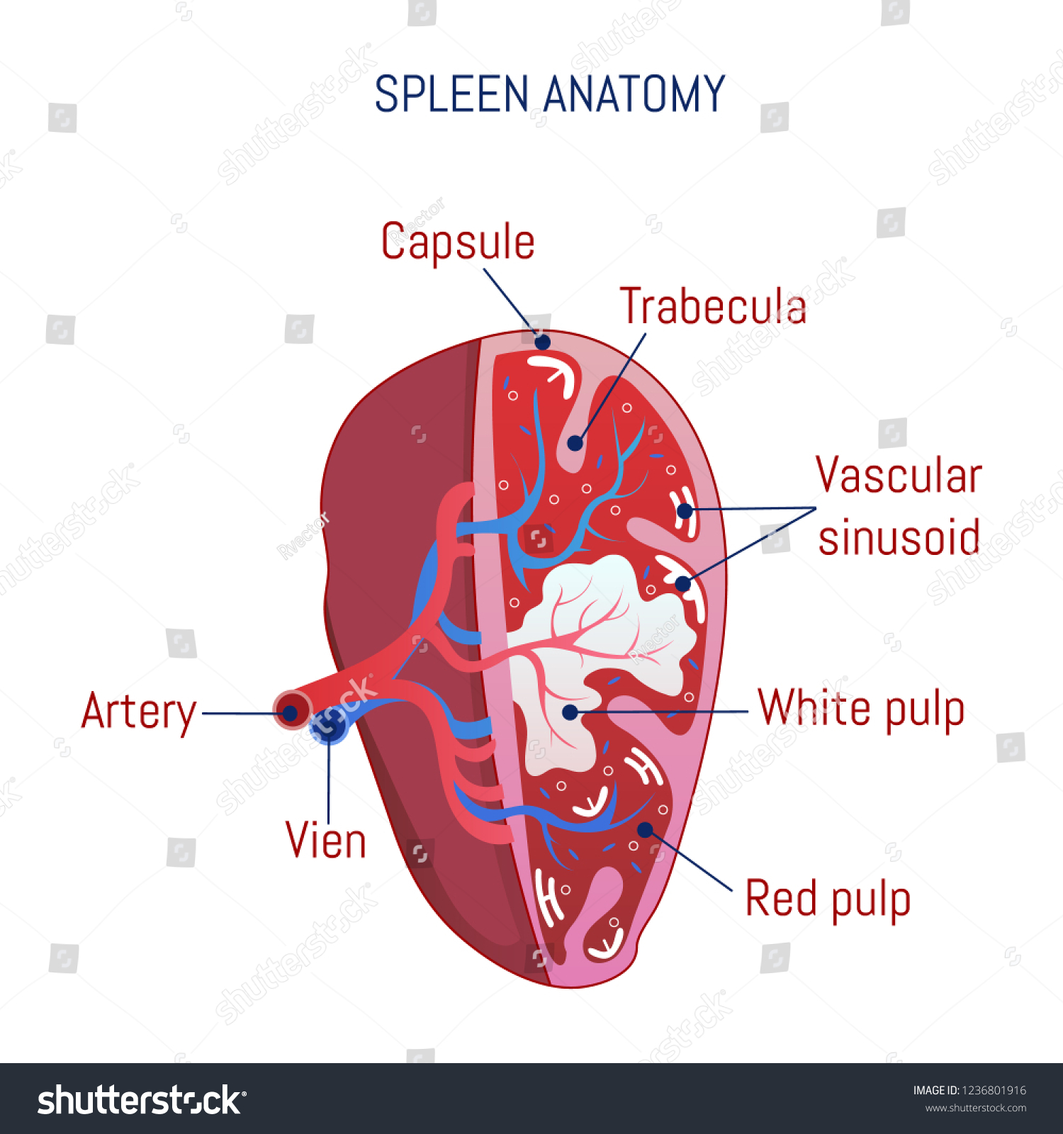 Spleen Anatomy Icon Cartoon Spleen Anatomy Stock Illustration ...
