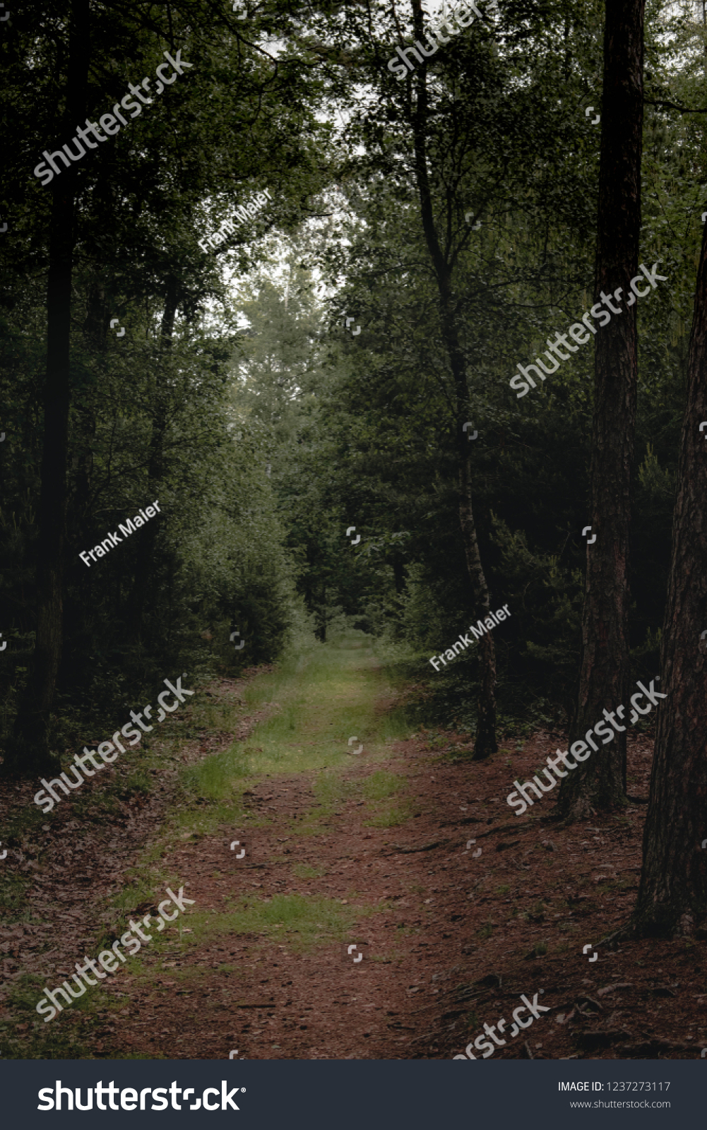 Dark Forest Path Stock Photo 1237273117 | Shutterstock
