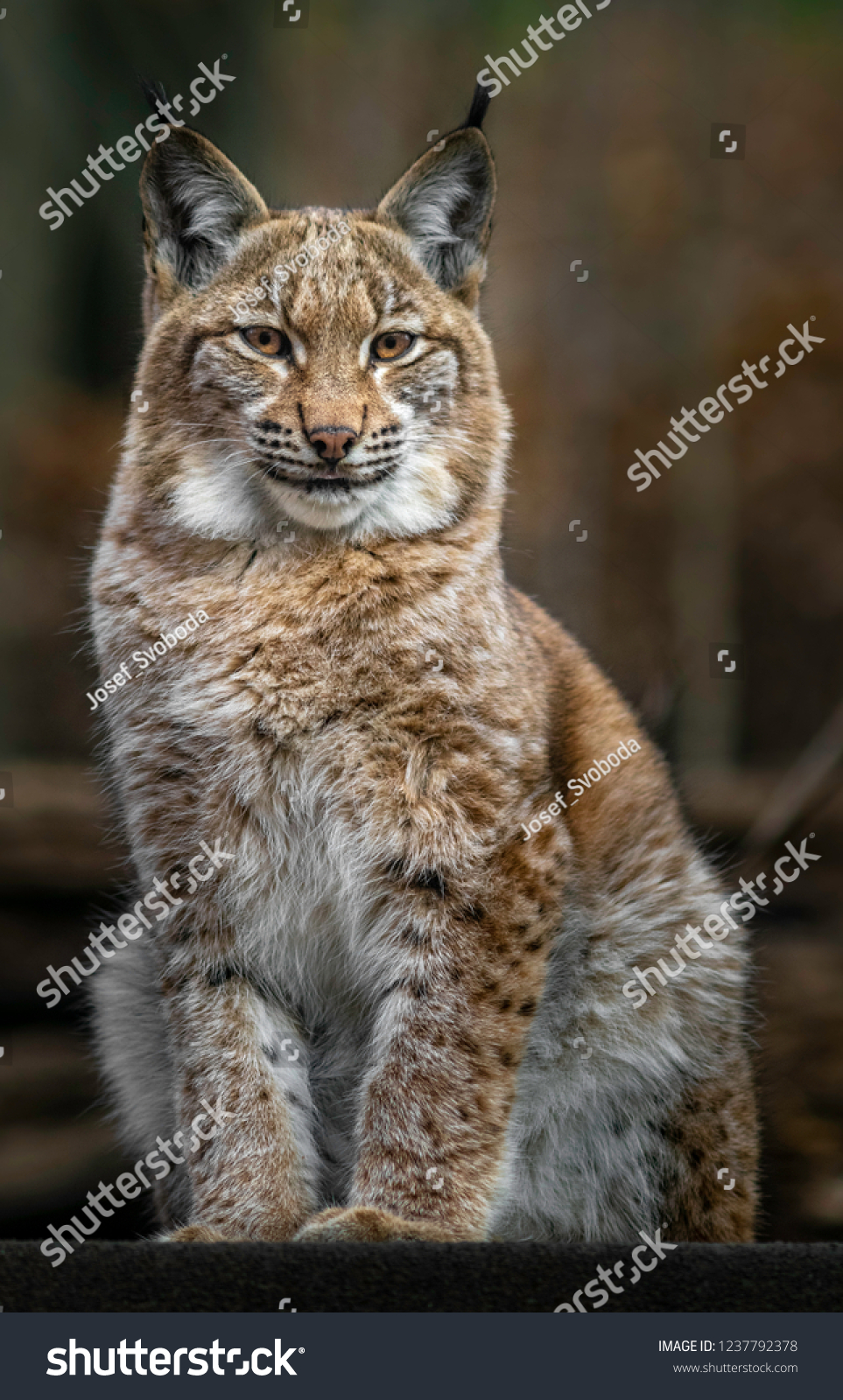 Portrait Eurasian Lynx Stock Photo 1237792378 | Shutterstock