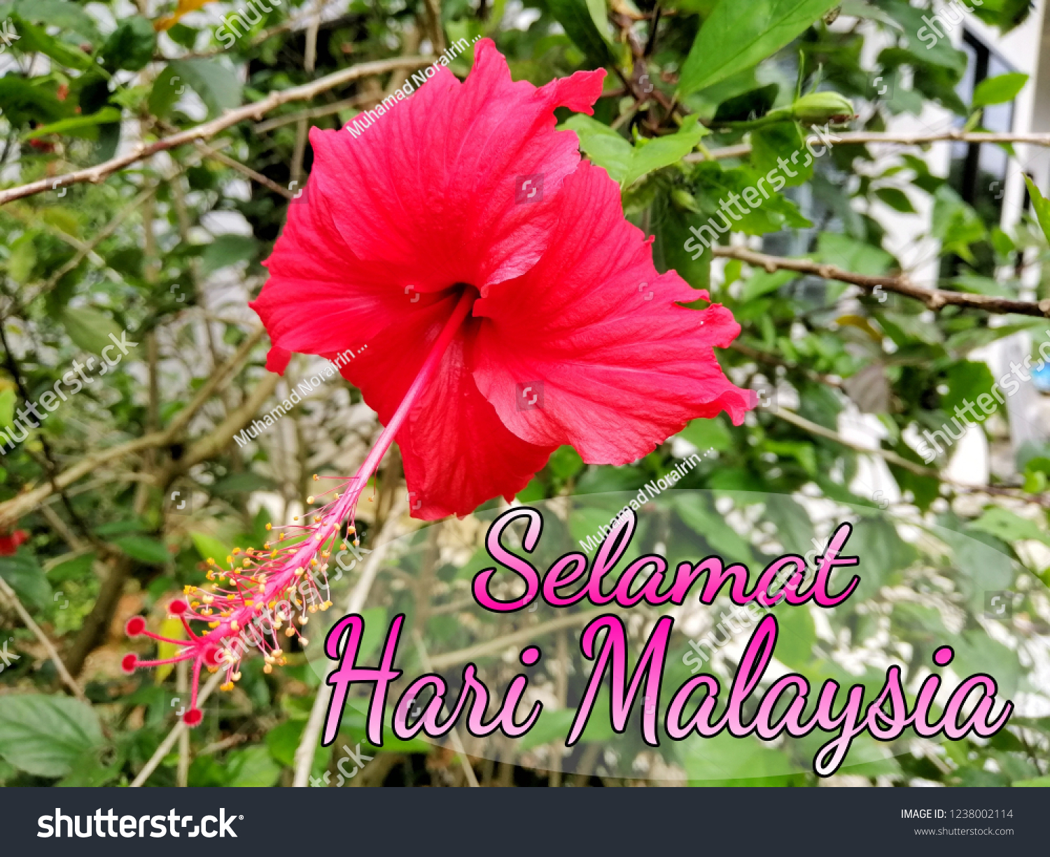 Concept Hibiscus Flower Word Selamat Hari Stock Photo 1238002114 ...