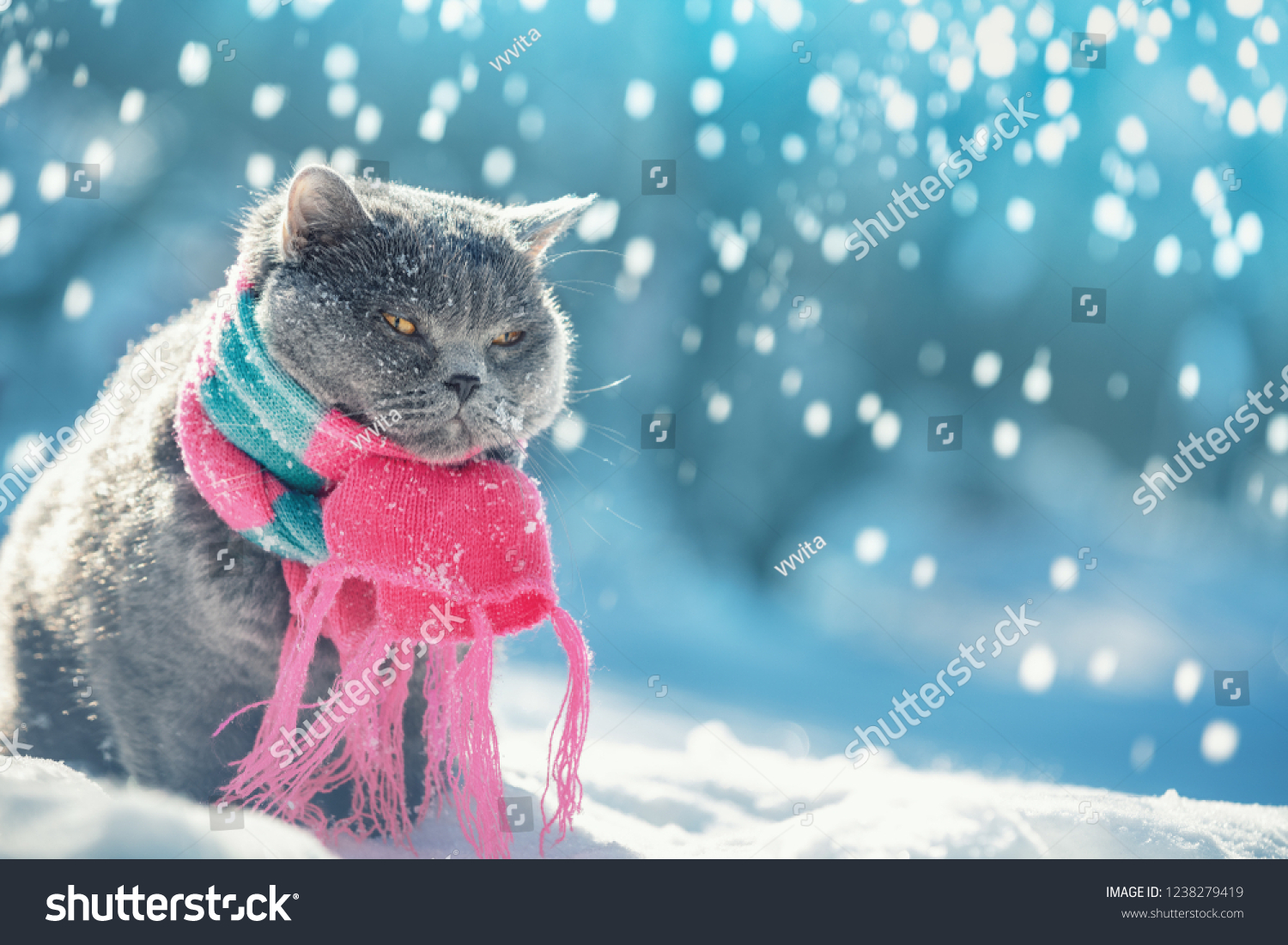 Portrait Blue British Shorthair Cat Wearing Stock Photo 1238279419 ...