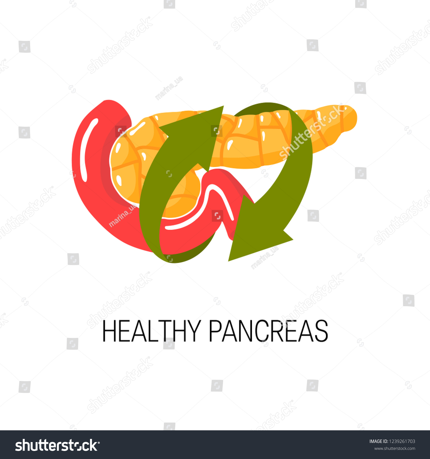 Healthy Pancreas Concept Medical Vector Illustration Stock Vector ...