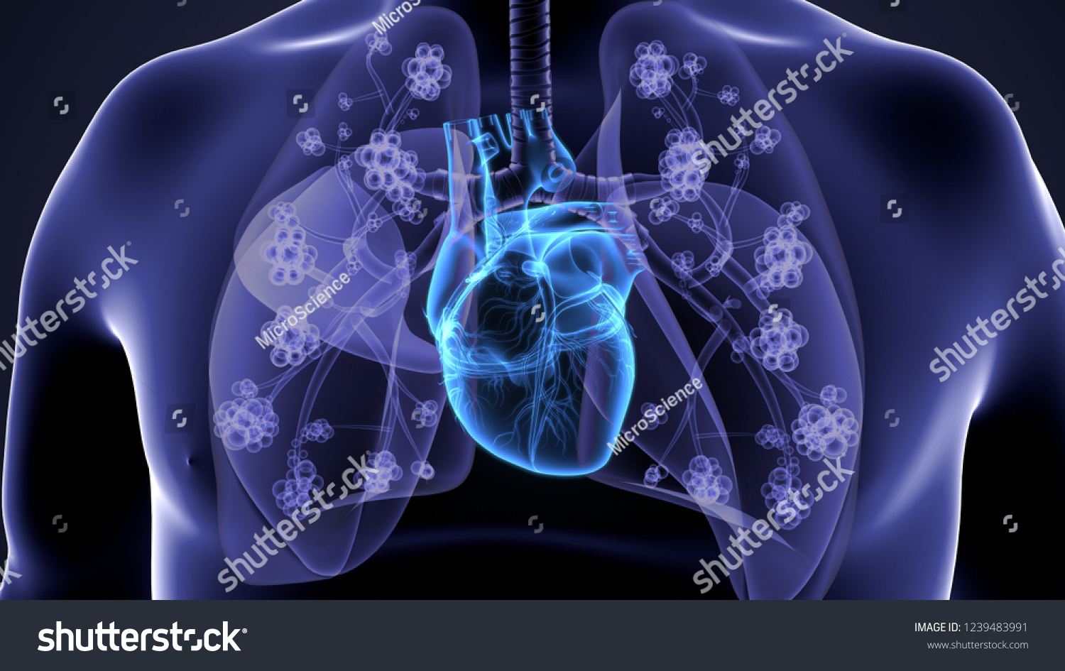 D Render Human Respiration System Heart Shutterstock