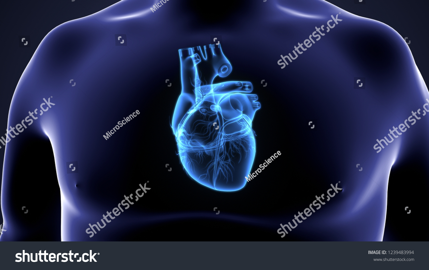 D Render Human Respiration System Heart Stock Illustration Shutterstock