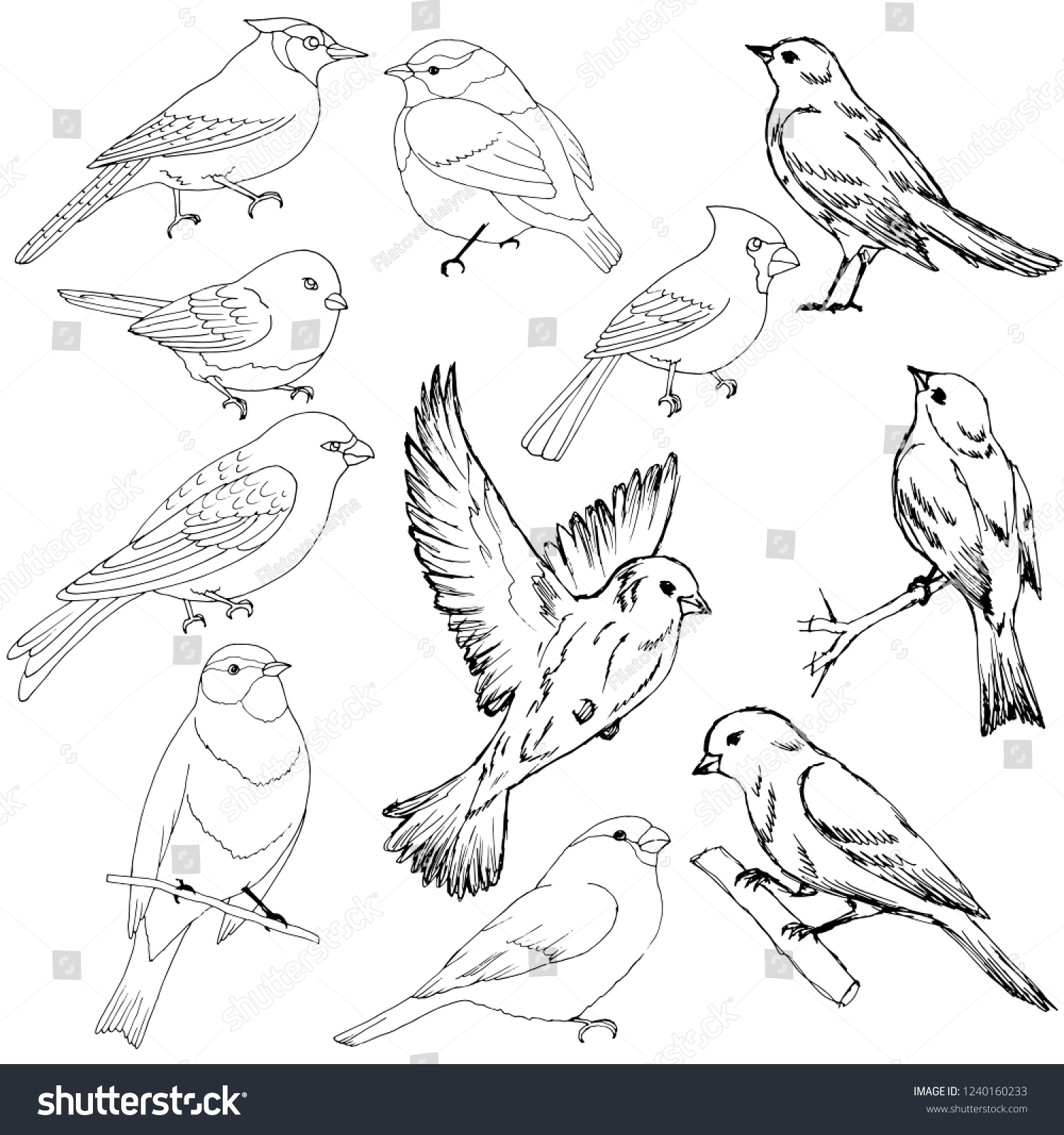 Set Pictures Birds Black White Stock Vector (Royalty Free) 1240160233 ...