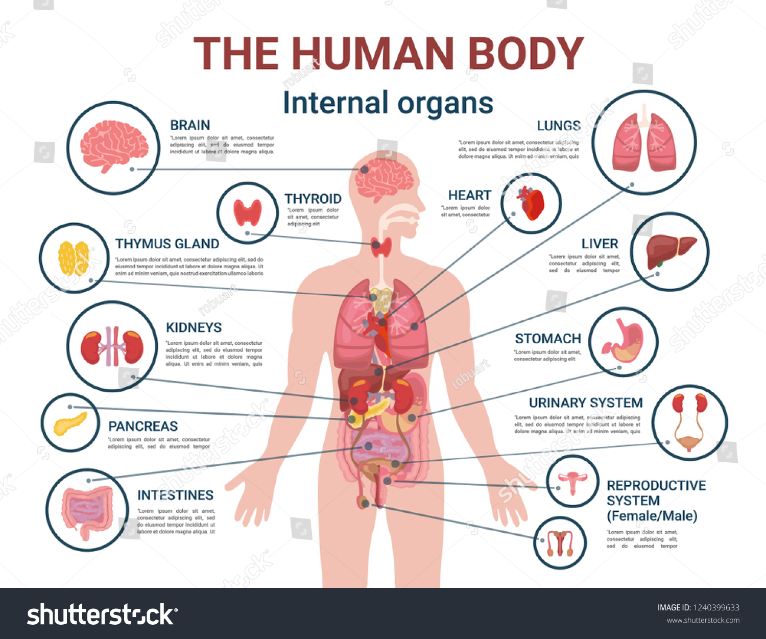 399.460 Anatomy Vectors Bilder, Stockfotos und Vektorgrafiken