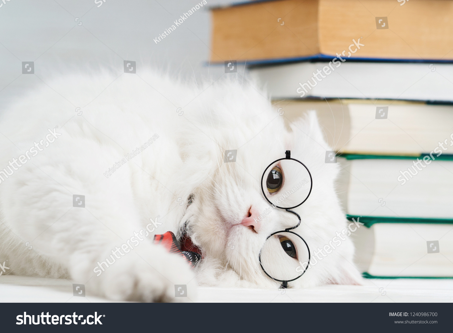 Portrait Furry Cat Transparent Round Glasses Stock Photo 1240986700 ...