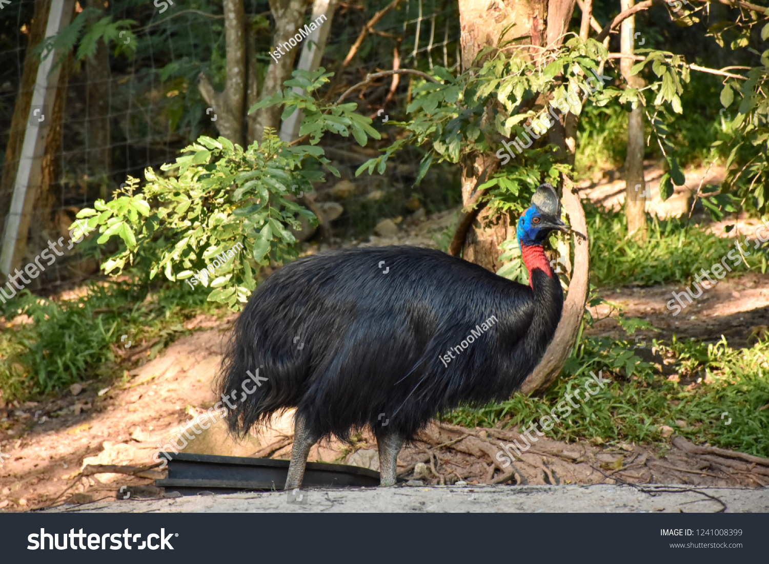 Cassowary Walking Farm Zoo Stock Photo 1241008399 | Shutterstock