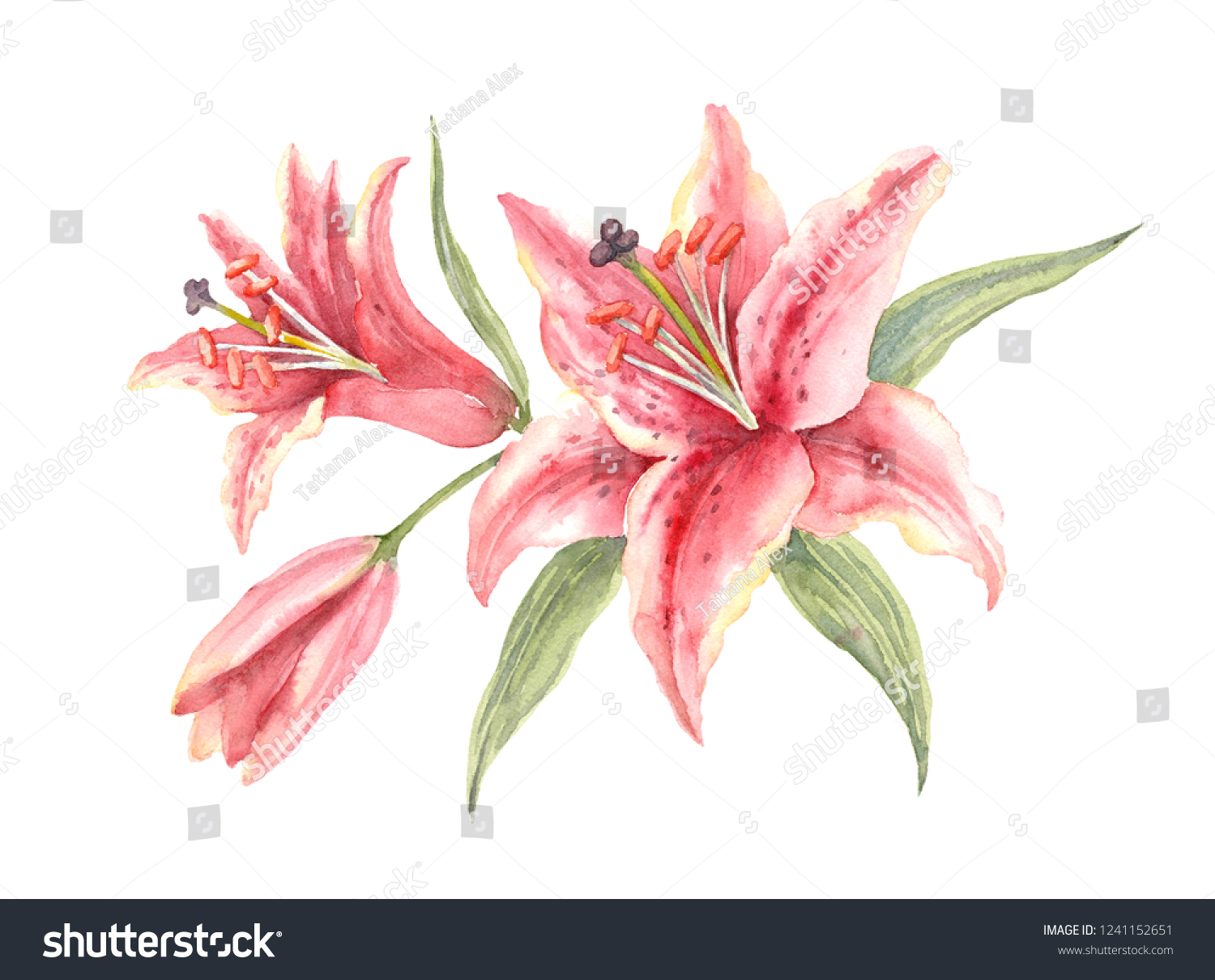 Bush Pink Stargazer Lilies On White Stock Illustration 1241152651 ...