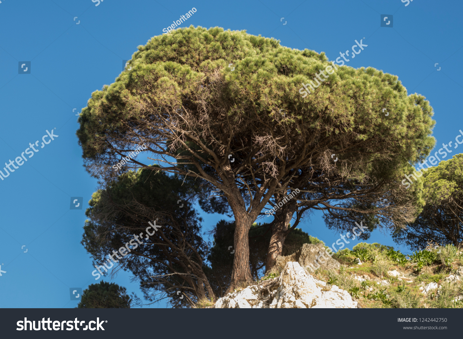 Pinus Pinea Typical Mediterranean Environment Stock Photo 1242442750 ...