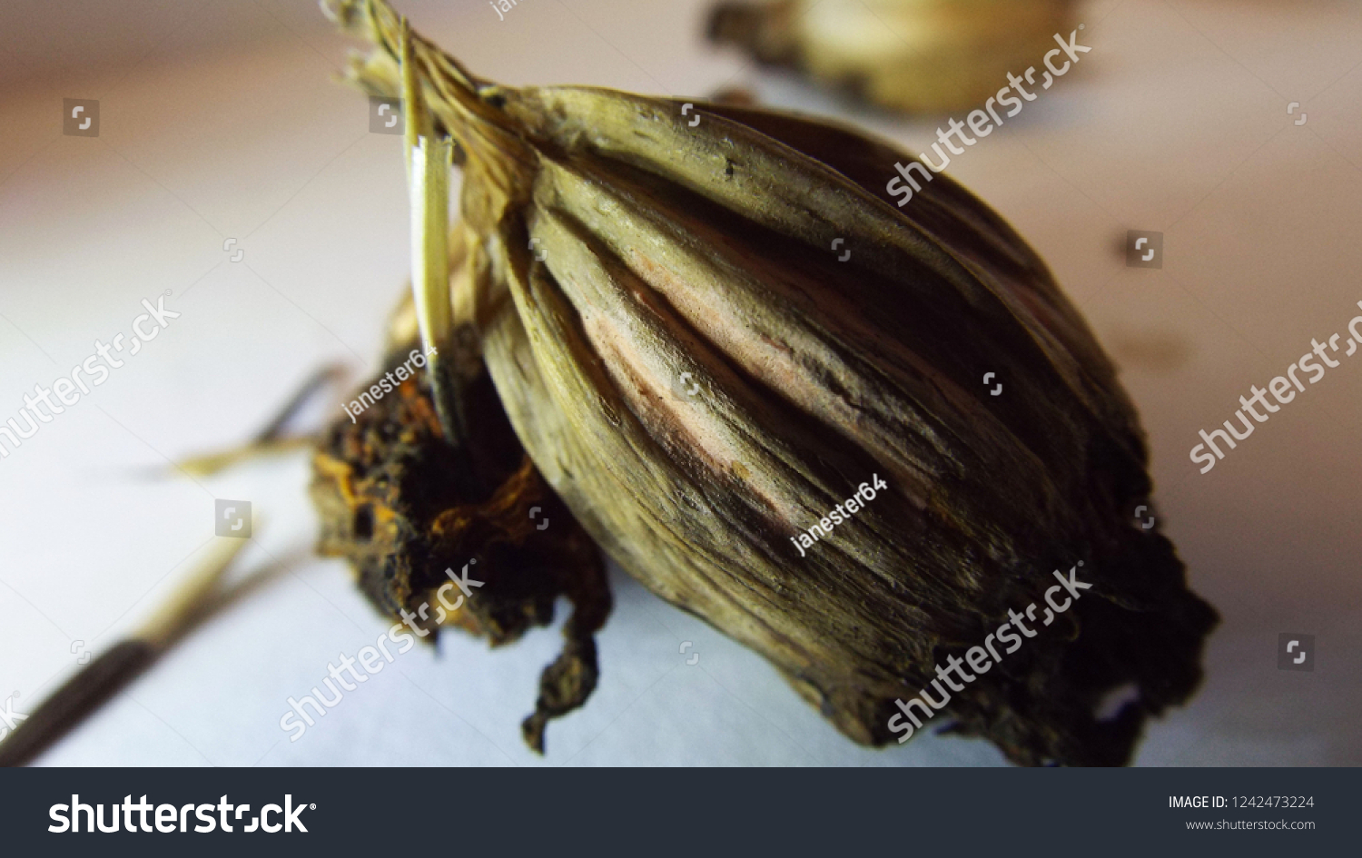 Marigold Seed Pods Stock Photo 1242473224 | Shutterstock