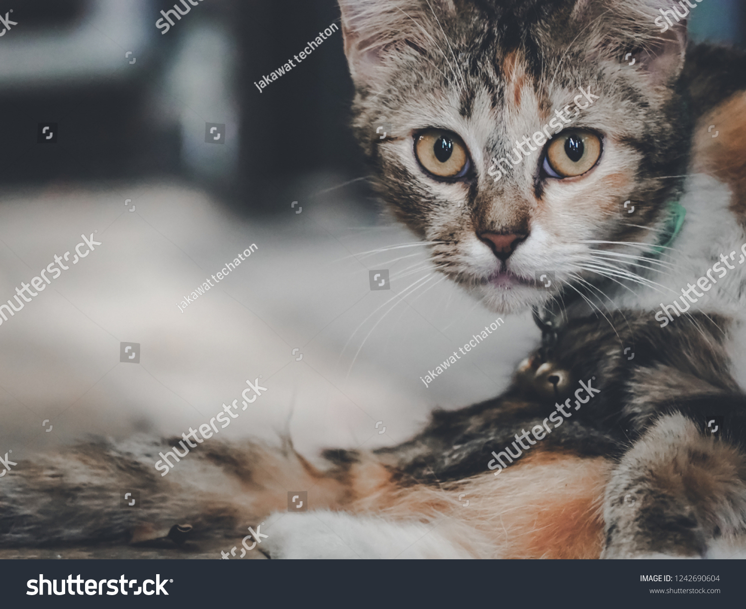 Tabby Cat Laying Look Camera Stock Photo 1242690604 | Shutterstock