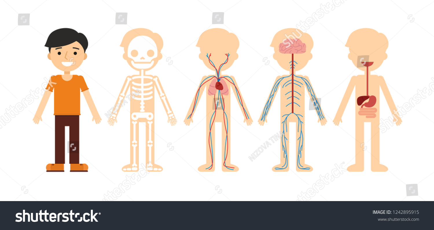 Cartoon Anatomy Human Body Skeleton Nervous Stock Vector (Royalty Free ...