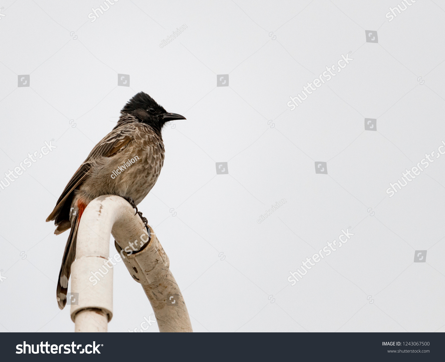 Little Red Vented Bulbul Seen Sitting Stock Photo 1243067500 | Shutterstock