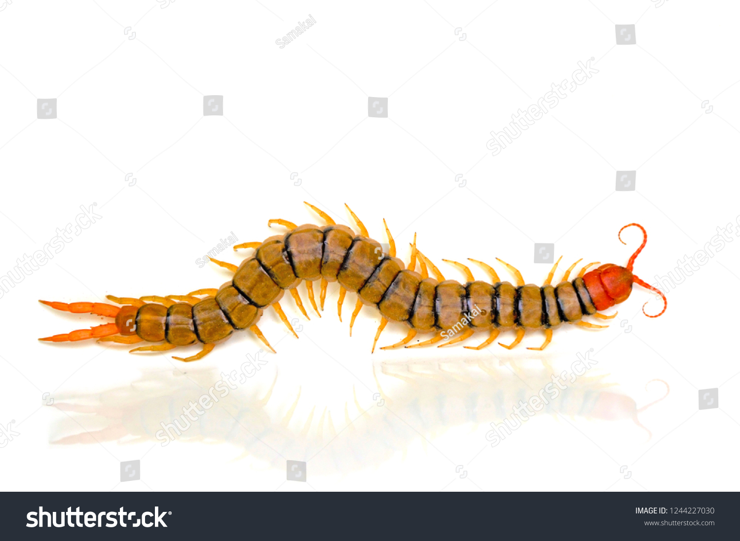 Centipede Light Shadow On White Background Stock Photo 1244227030 ...