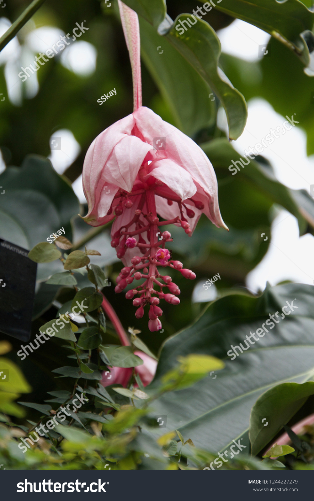 Royal Botanic Gardens Kew Londons Largest Stock Photo 1244227279 ...