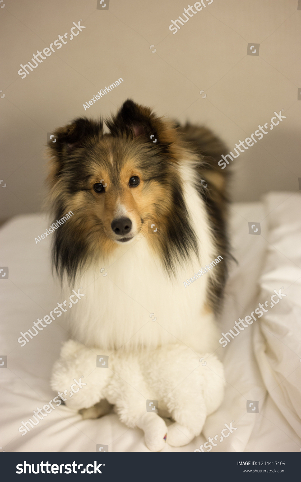 shetland sheepdog stuffed animal