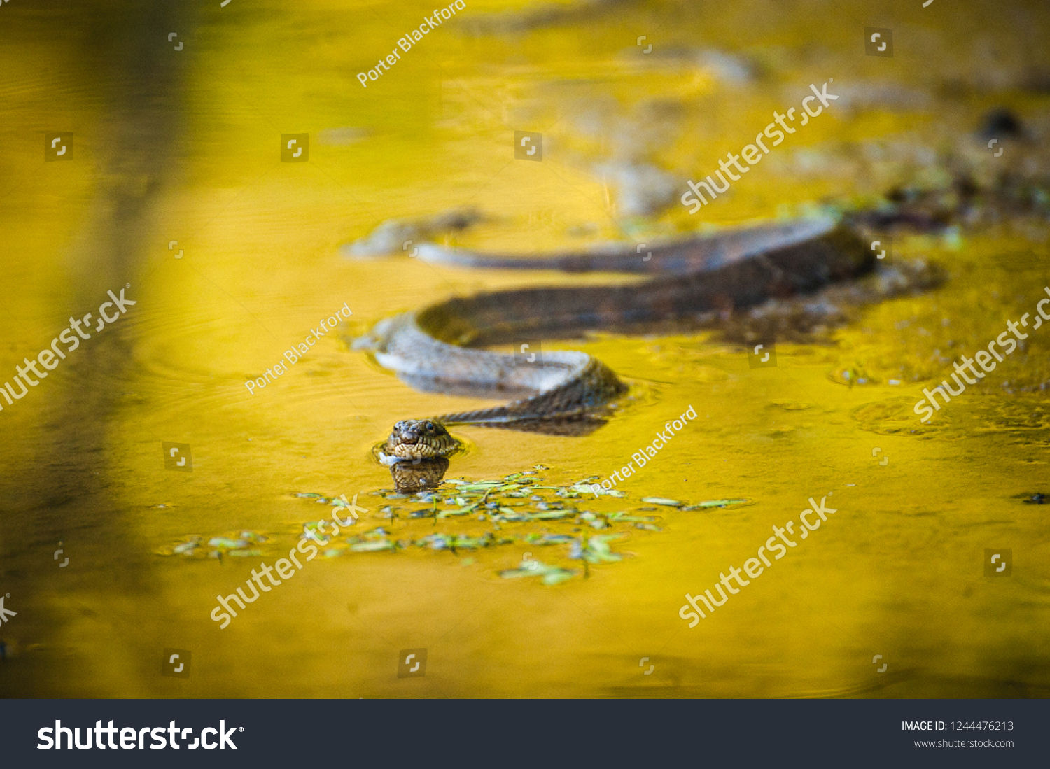 4,686 Water Snake Swimming Images, Stock Photos & Vectors | Shutterstock