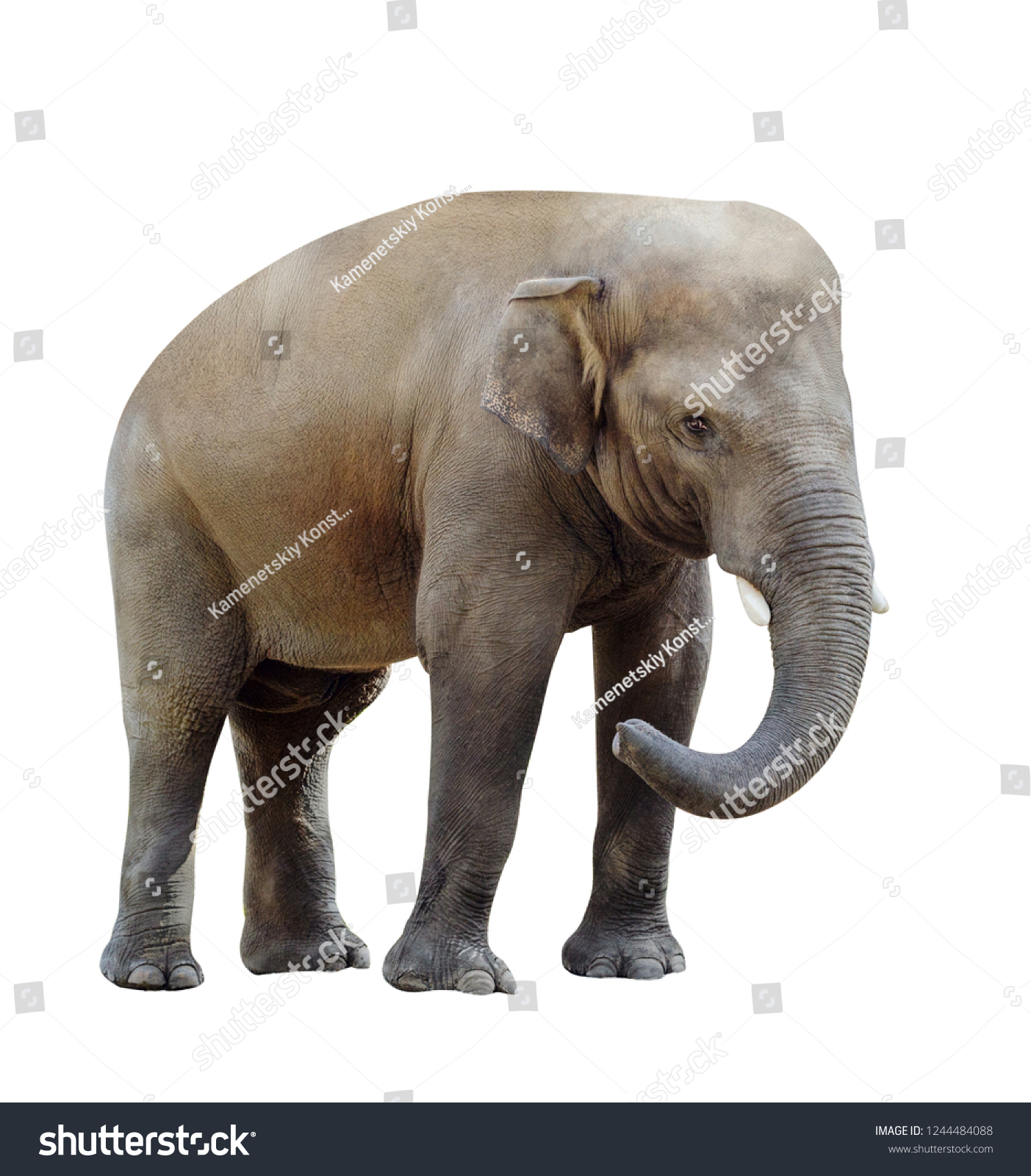 「アフリカゾウの妊娠デジタルイラスト」のイラスト素材 759826171 | Shutterstock