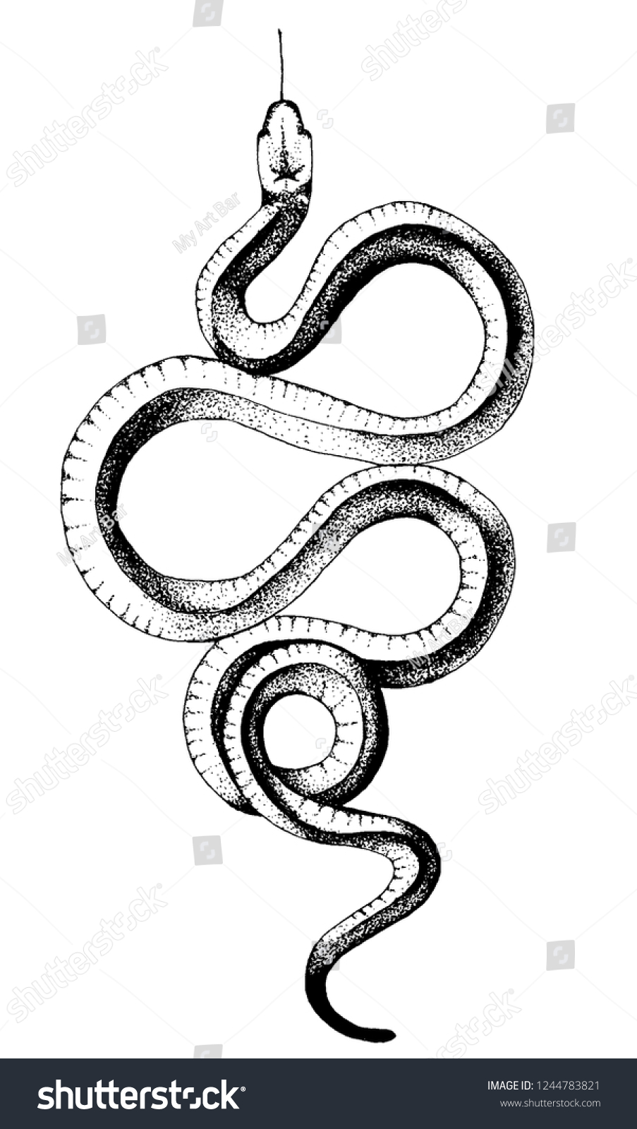 Ink Crooked Snake Stock Vector (royalty Free) 1244783821 