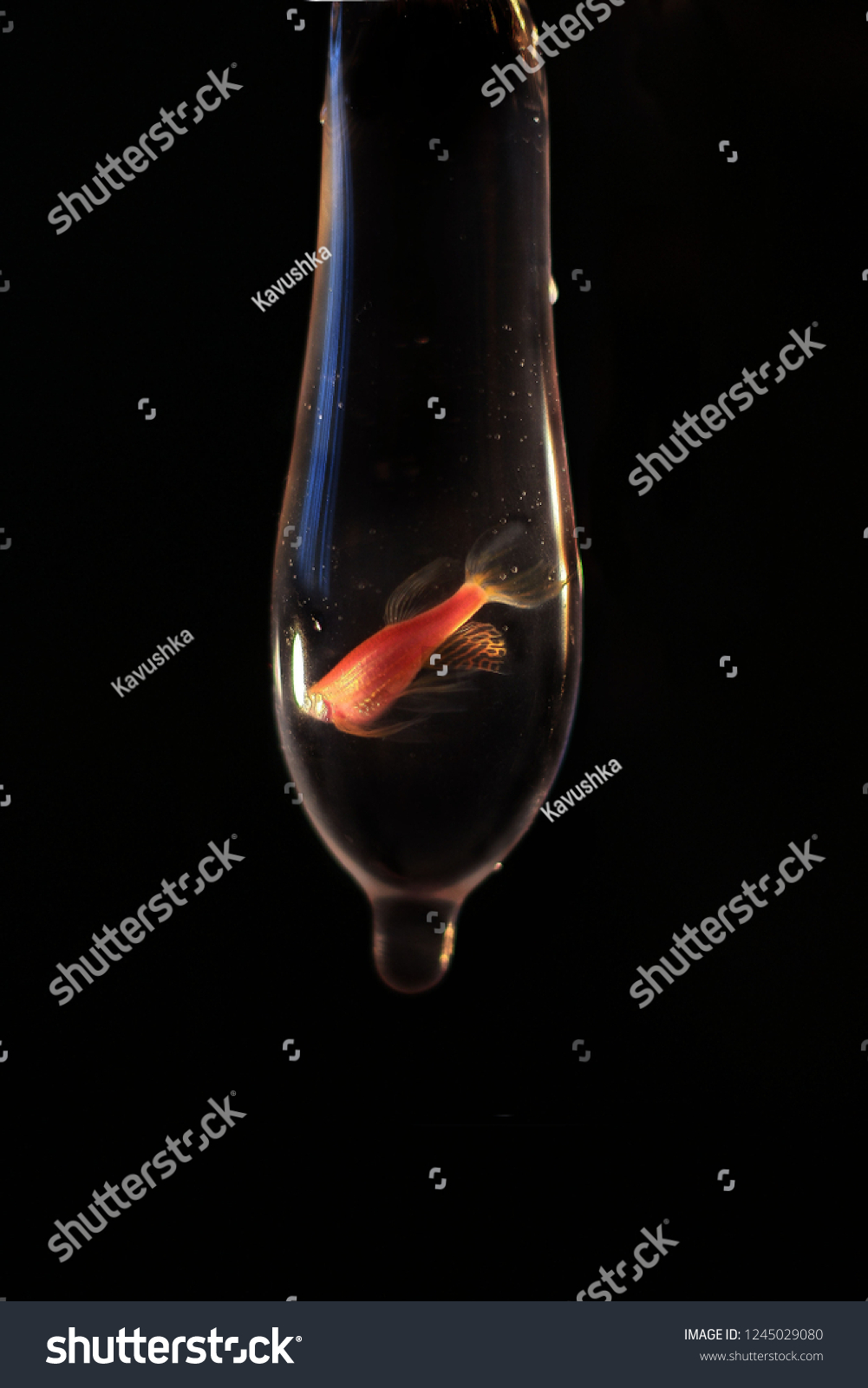 Condom Fish