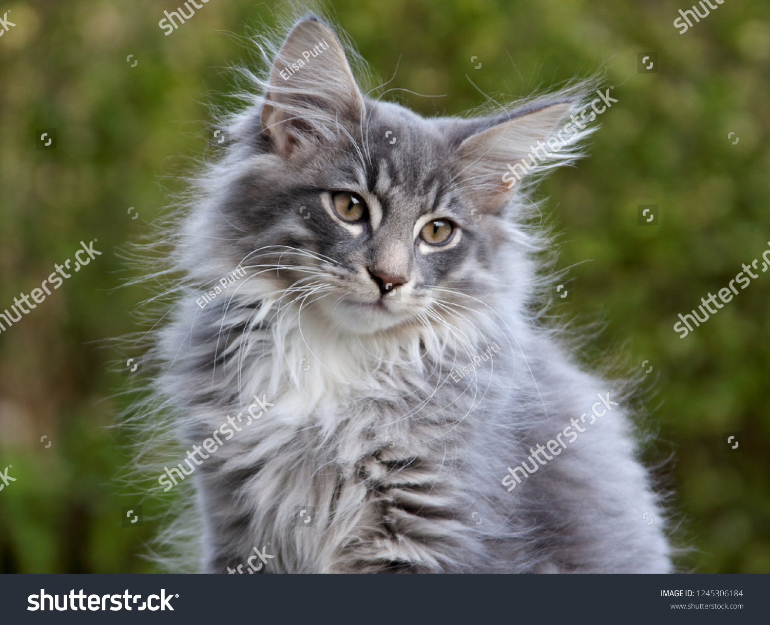 gray norwegian forest cat kitten