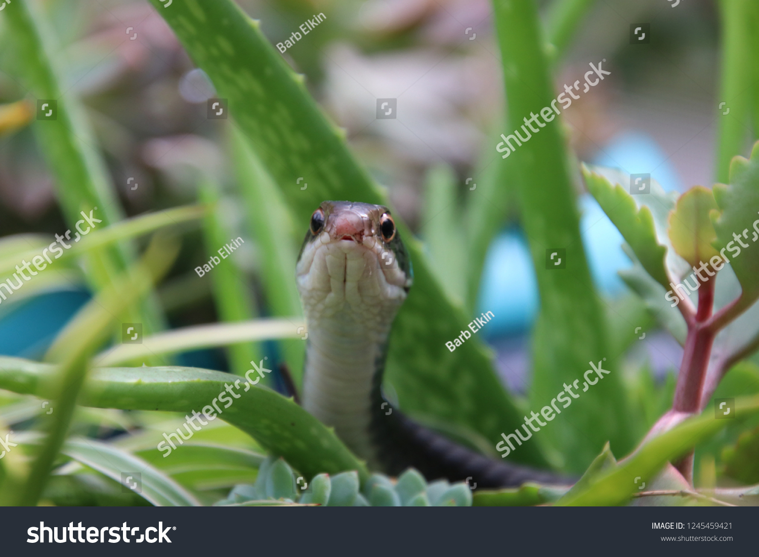 Black Racer Snake Face Peeking Looking Stock Photo Shutterstock