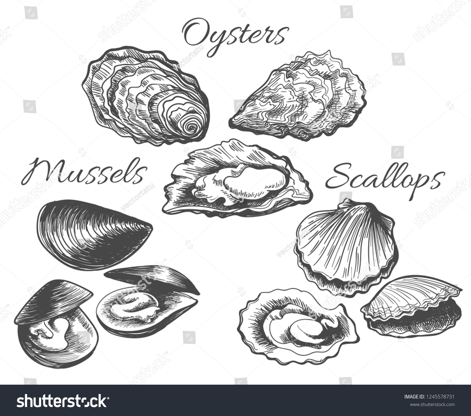 Oysters Scallops Sketch Clam Seafood Mussels Stock Vector (Royalty Free ...