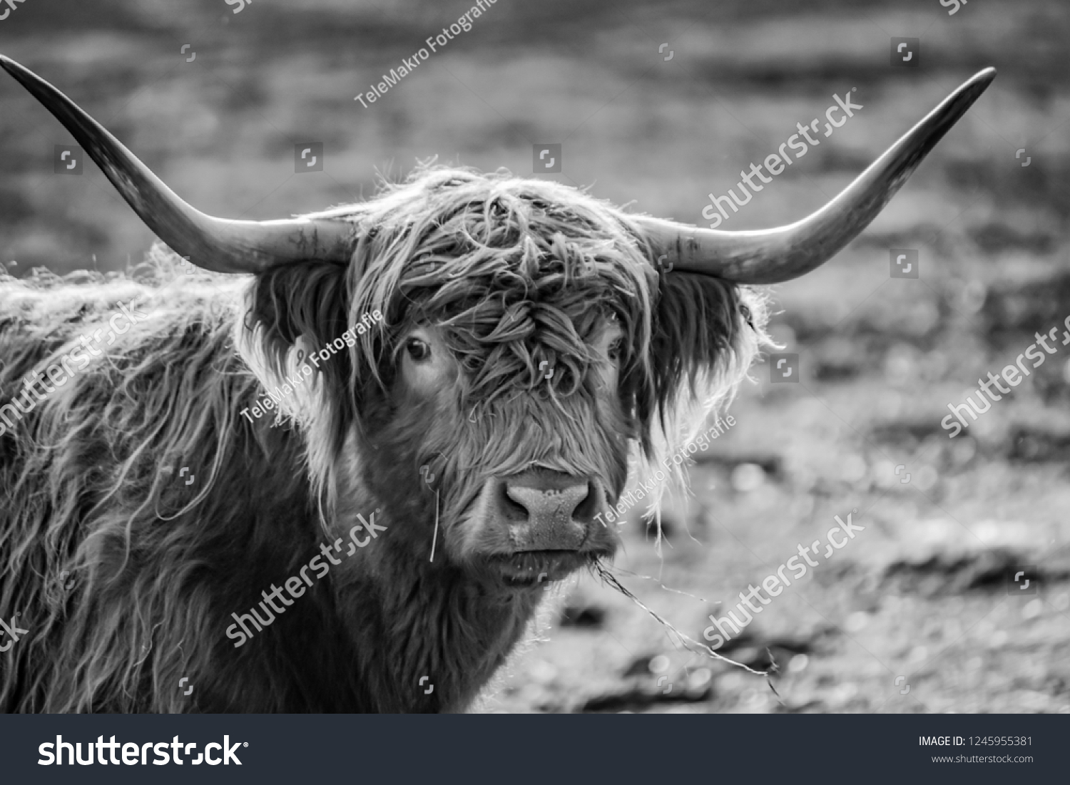 Blackwhite Portrait Scottish Highland Cattle Stock Photo 1245955381 ...