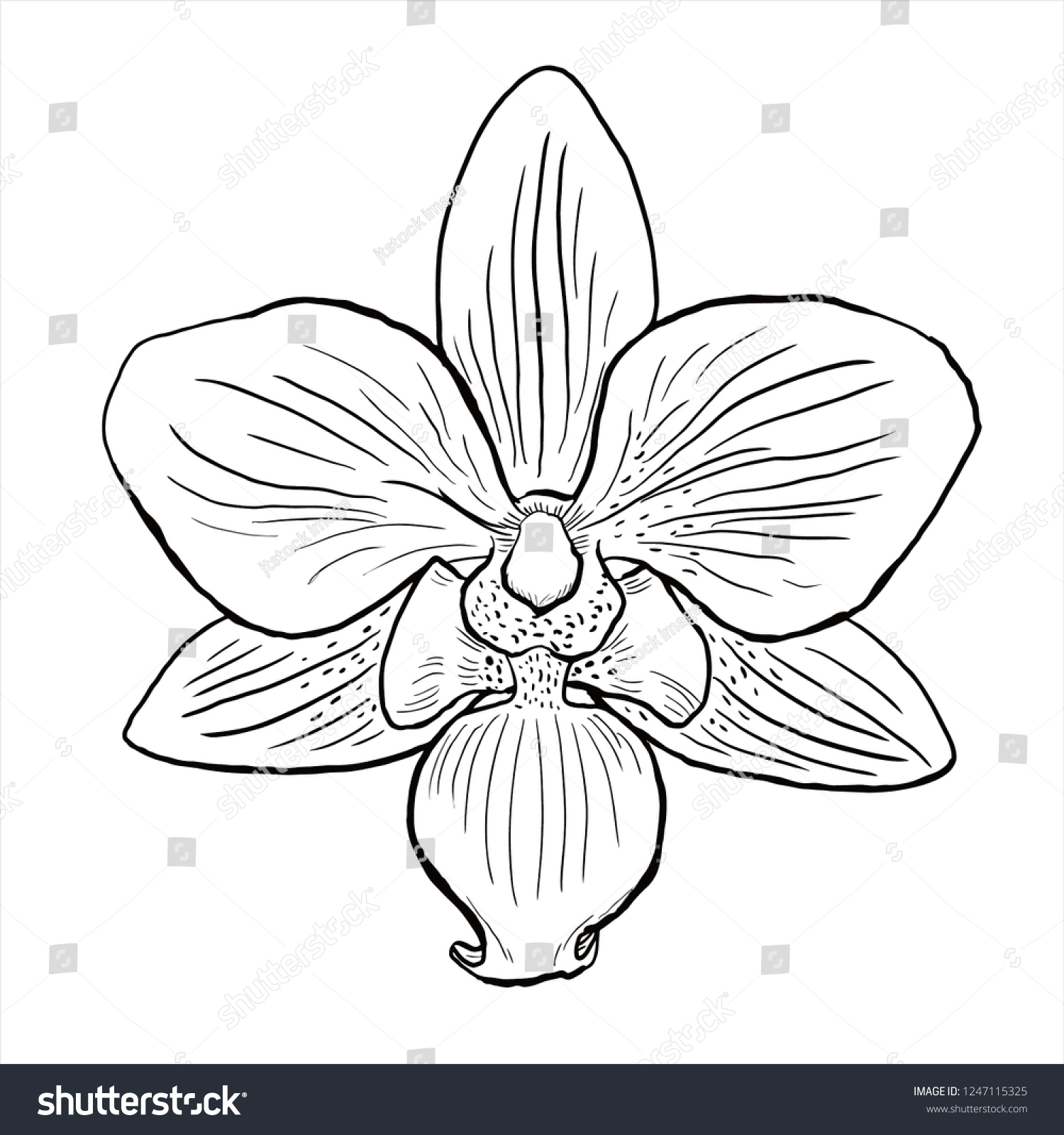 Orchid Vector Flower Sketch Line Drawing vetor stock (livre de