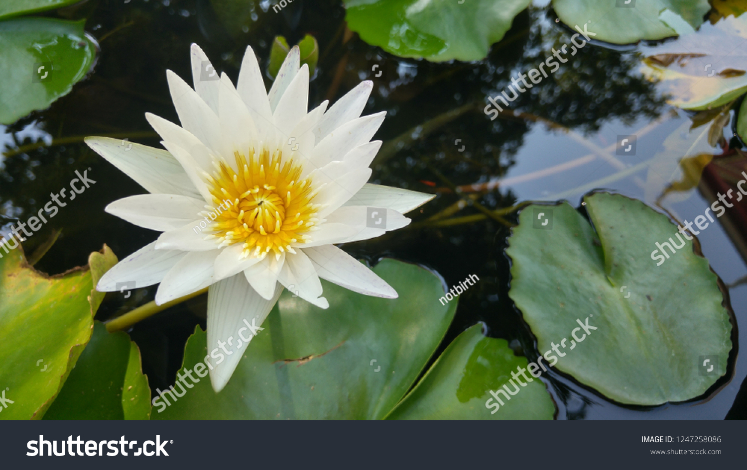 Asia Flower Blur Background Stock Photo 1247258086 | Shutterstock