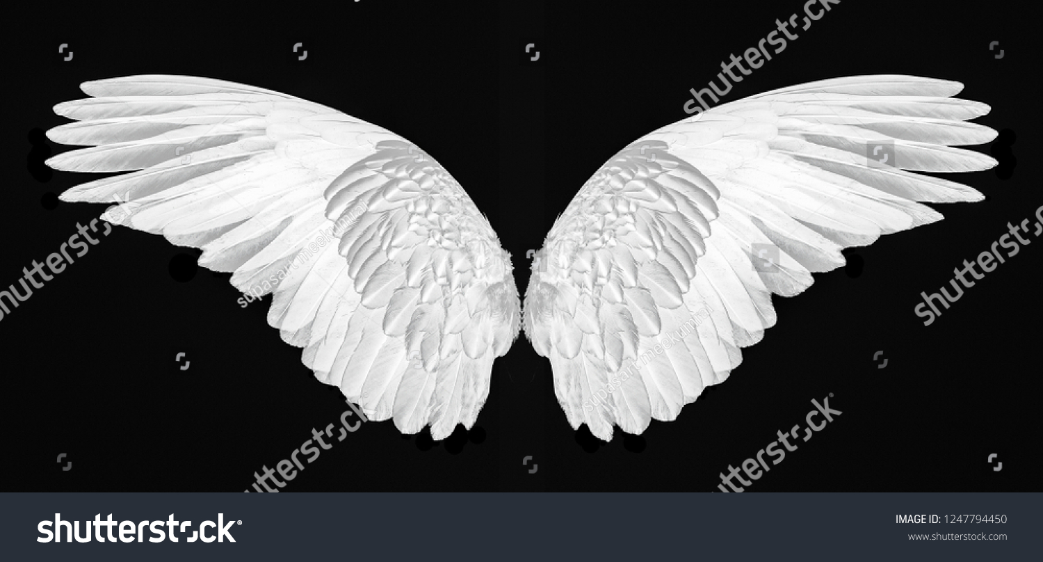 White Wings Isolated On Black Background Stock Photo 1247794450 ...