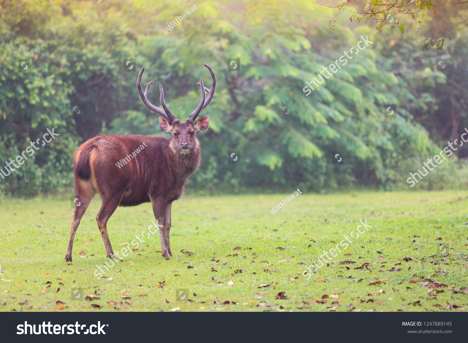 Dark Brown Deer His Beautiful Bouncing Stock Photo 1247889145 ...