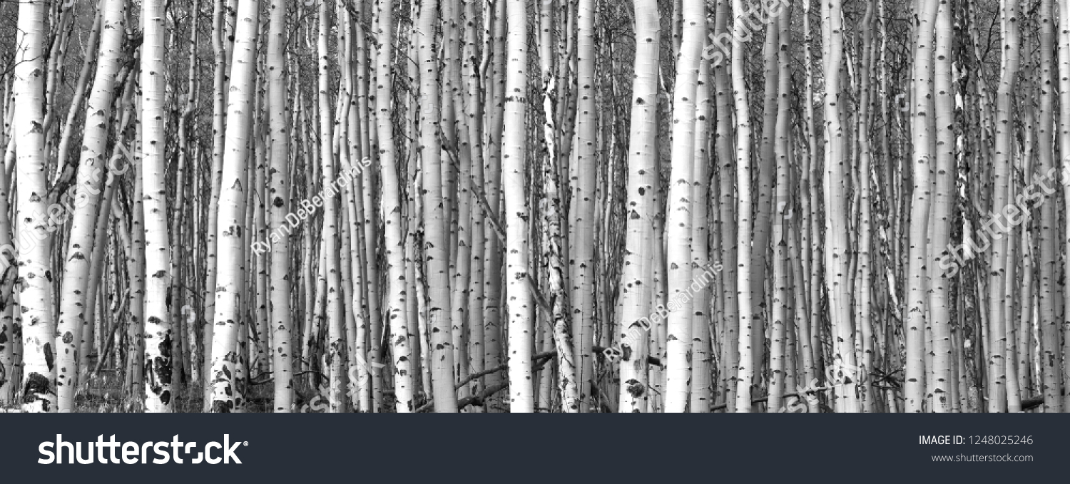 Thick Forest Tall Aspen Trees Black Stock Photo 1248025246 | Shutterstock