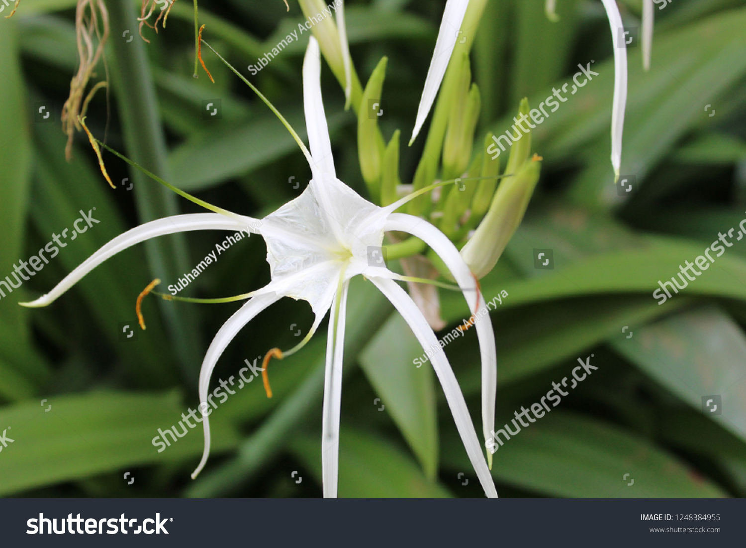 TÌNH YÊU CÂY CỎ ĐV.3 - Page 64 Stock-photo-hymenocallis-speciosa-the-green-tinge-spiderlily-is-a-species-of-the-genus-hymenocallis-that-is-1248384955