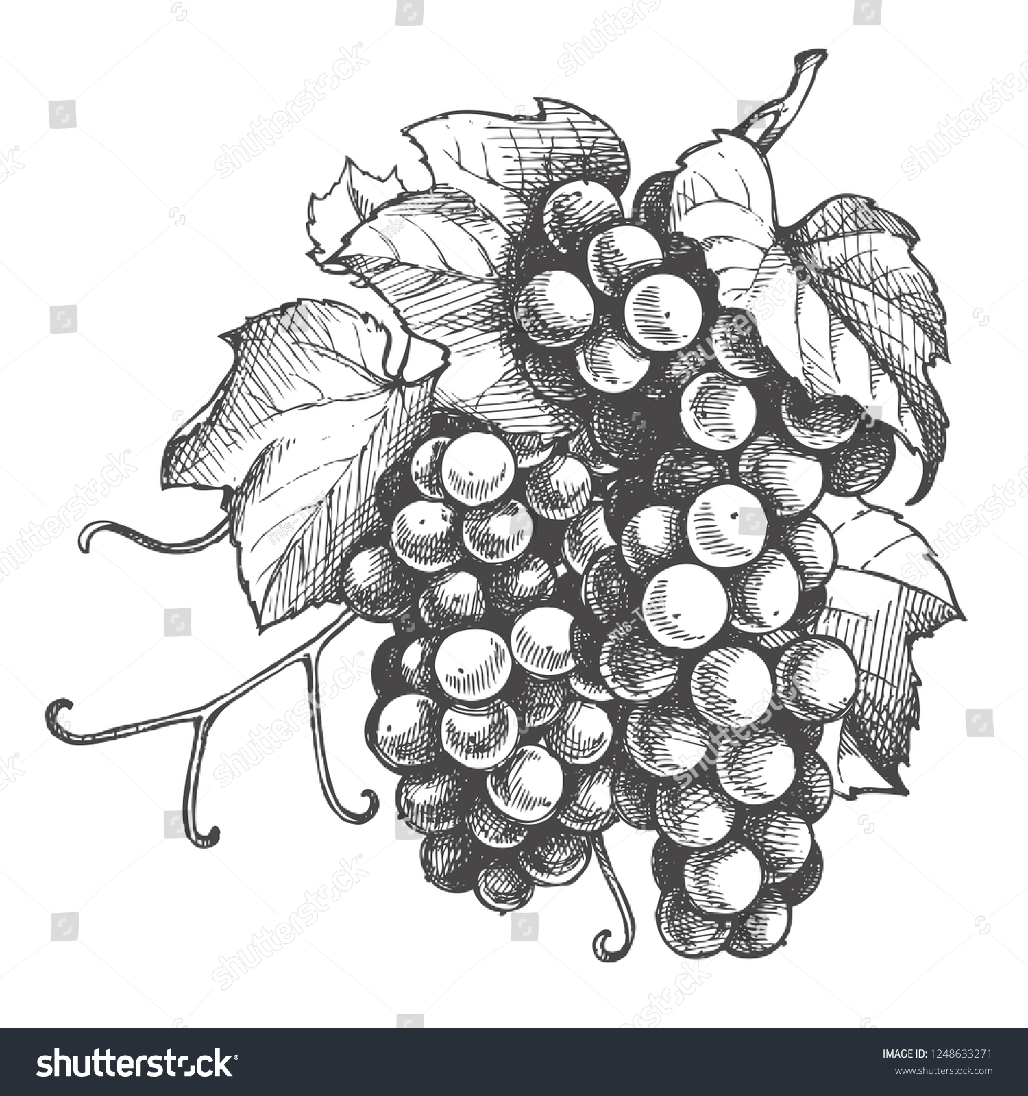 Виноград Графика черно белая