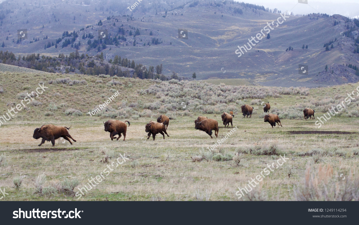 Herd Bison Buffalo Running Across Plains Stock Photo 1249114294 ...