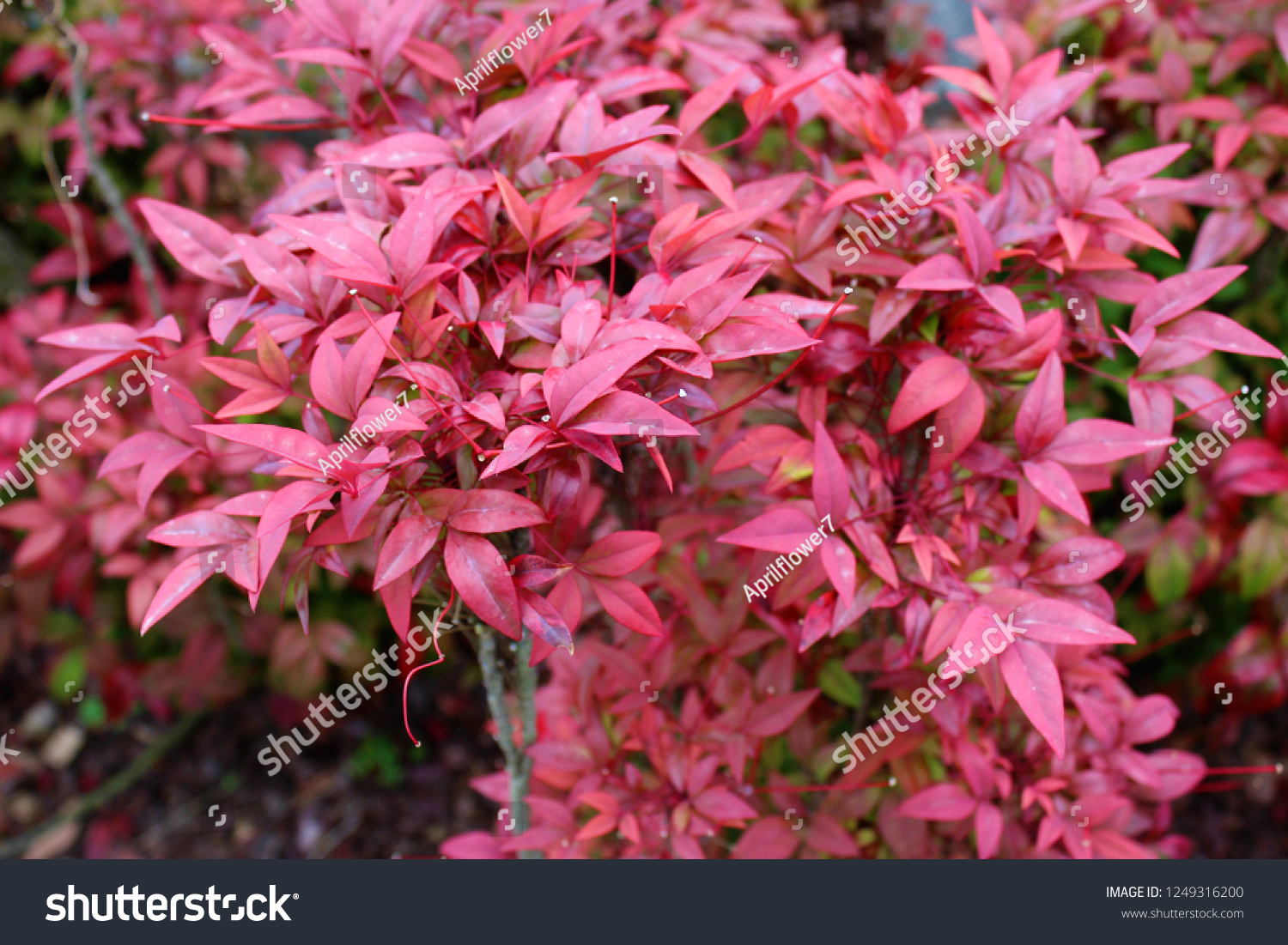 Nandina Heavenly Bamboo Tree Red Leaves Stock Photo 1249316200 ...